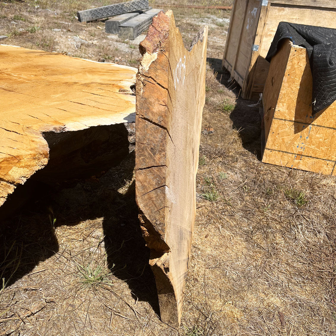 Heritage Valley Oak Live Edge Cookie / Round – 40" x 18" x 2.5" – Old Growth, Air-Dried – #VOP-3