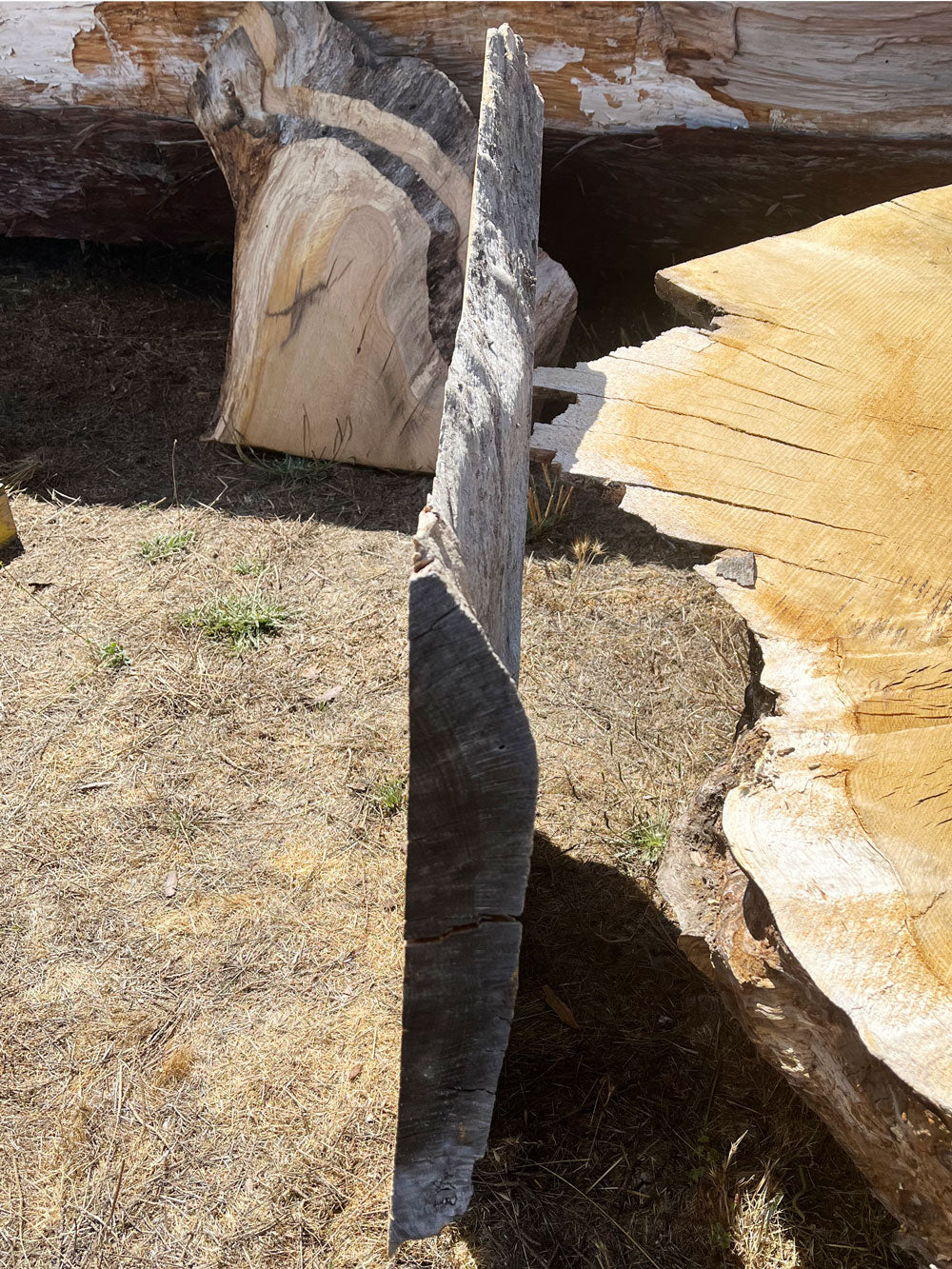 Heritage Valley Oak Live Edge Cookie / Round – 40" x 18" x 2.5" – Old Growth, Air-Dried – #VOP-3