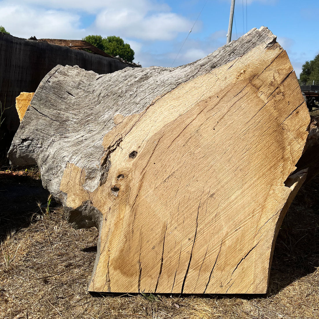 Heritage Valley Oak Live Edge Cookie / Round – 40" x 18" x 2.5" – Old Growth, Air-Dried – #VOP-3