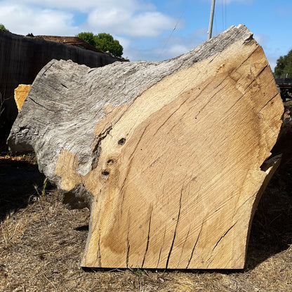 Heritage Valley Oak Live Edge Cookie / Round – 40" x 18" x 2.5" – Old Growth, Air-Dried – #VOP-3