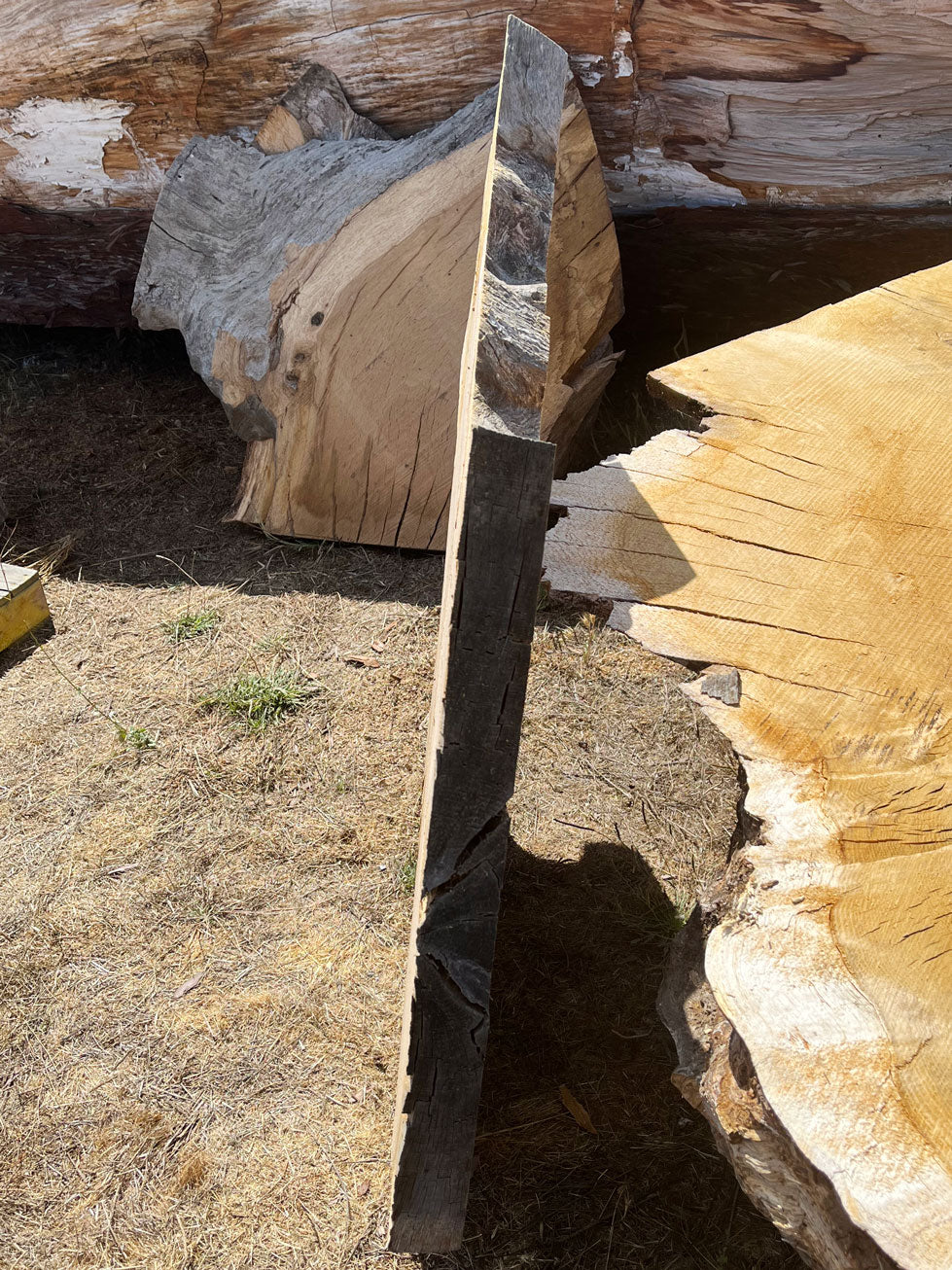 Heritage Valley Oak Live Edge Cookie / Round – 43" x 26.5" x 2.5" – Old Growth, Air-Dried – #VOP-4