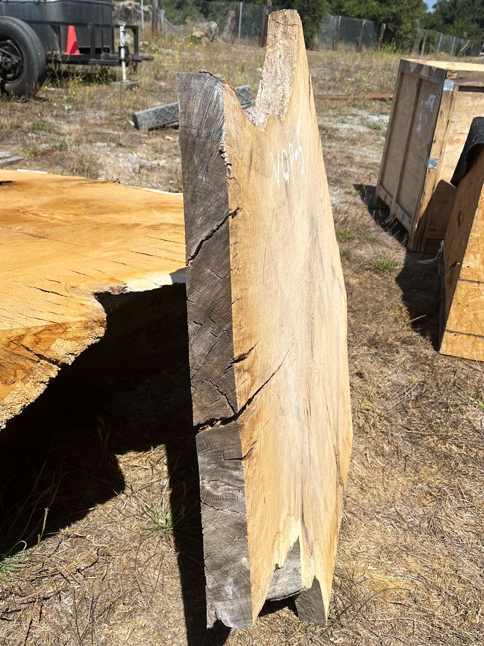 Heritage Valley Oak Live Edge Cookie / Round – 43" x 33" x 2.25" – Old Growth, Air-Dried – #VOP-5