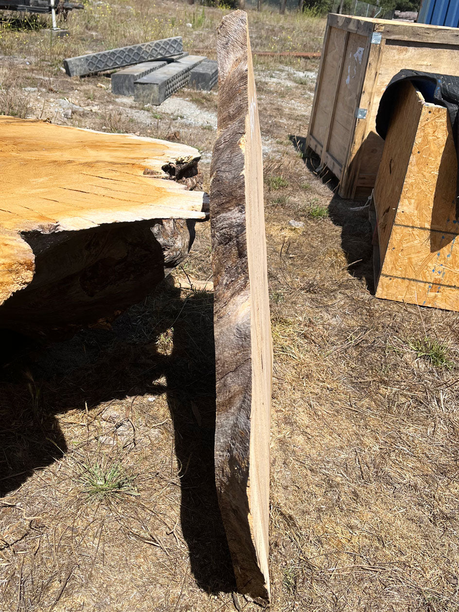 Heritage Valley Oak Live Edge Cookie / Round – 33" x 27" x 2.25" – Old Growth, Air-Dried – #VOP-6