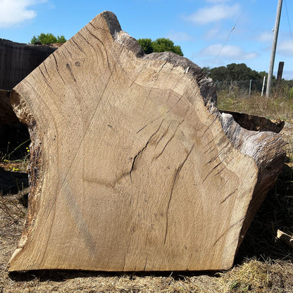 Heritage Valley Oak Live Edge Cookie / Round – 33" x 27" x 2.25" – Old Growth, Air-Dried – #VOP-6