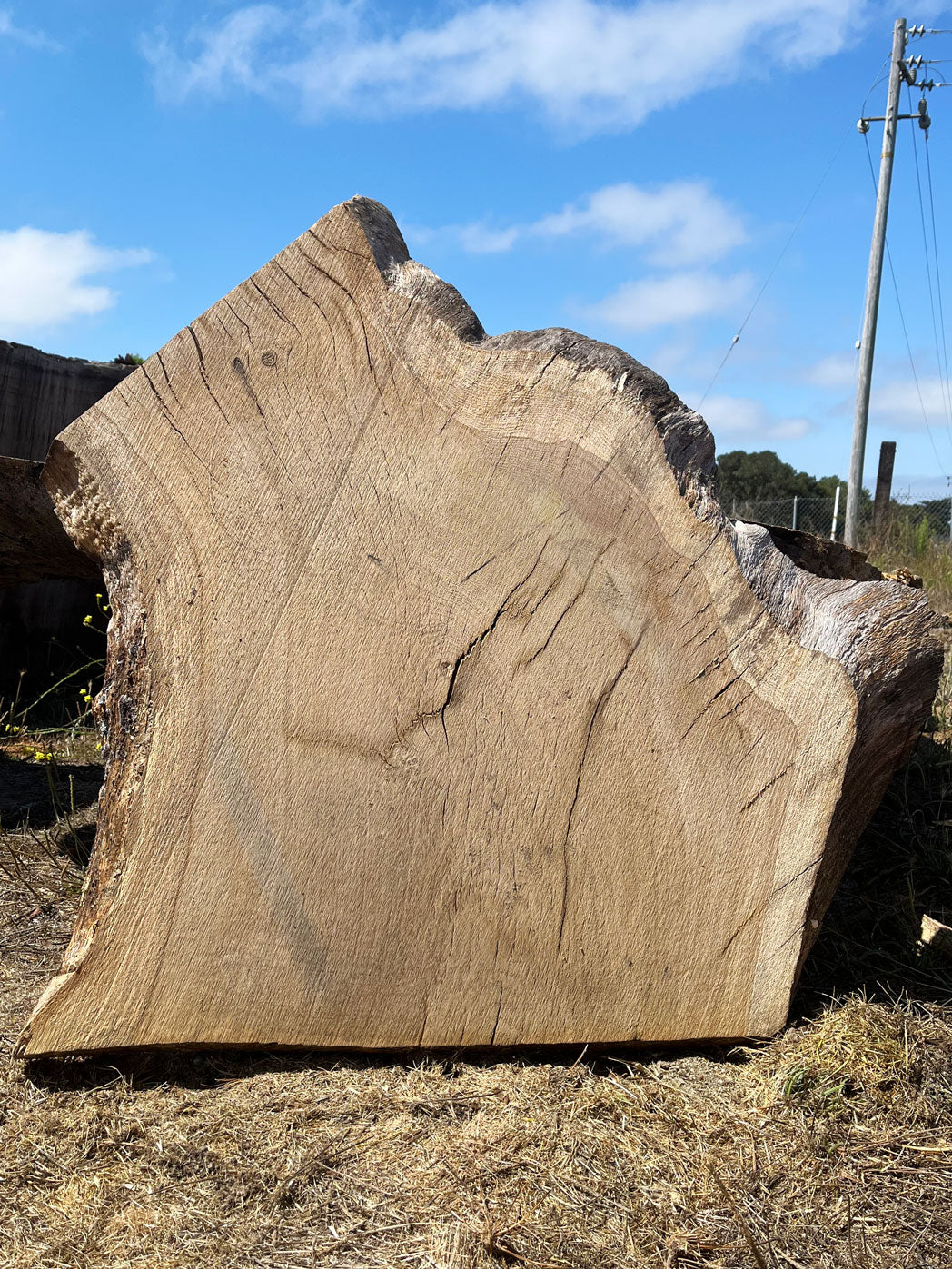 Heritage Valley Oak Live Edge Cookie / Round – 33" x 27" x 2.25" – Old Growth, Air-Dried – #VOP-6