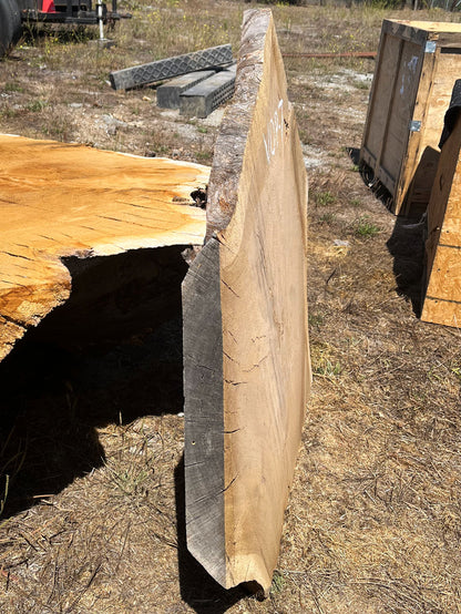 Heritage Valley Oak Live Edge Cookie / Round – 41" x 33" x 2.25" – Old Growth, Air-Dried – #VOP-7