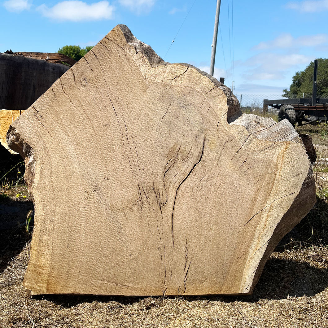 Heritage Valley Oak Live Edge Cookie / Round – 34" x 33" x 2.5" – Old Growth, Air-Dried – #VOP-8