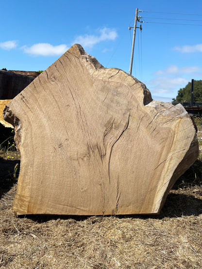 Heritage Valley Oak Live Edge Cookie / Round – 34" x 33" x 2.5" – Old Growth, Air-Dried – #VOP-8