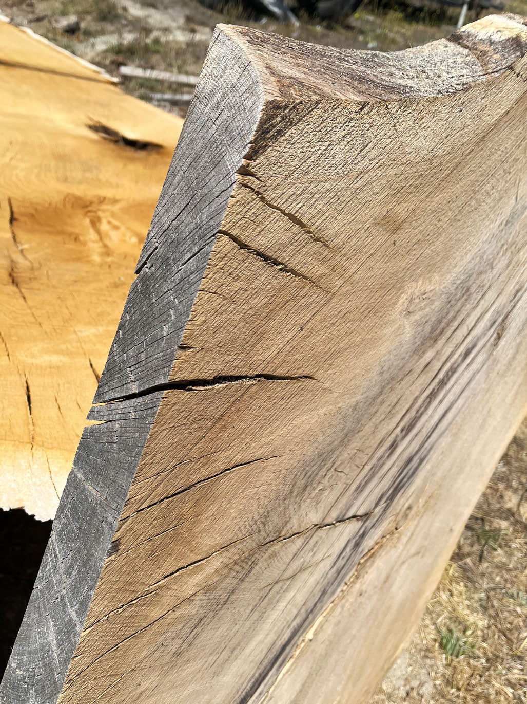 Heritage Valley Oak Live Edge Cookie / Round – 38" x 24" x 2.5" – Old Growth, Air-Dried – #VOP-9