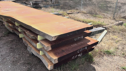 Giant Sequoia Live Edge Slab – 16.5' x 52" x 2.25" – Old Growth, Air-Dried – #C17-4