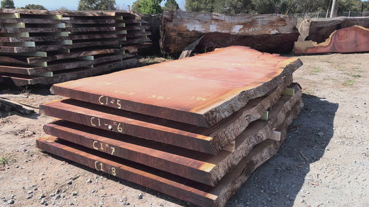 Giant Sequoia Live Edge Slab – 15.08' x 71" x 3.5" – Old Growth, Air-Dried – #C1-5