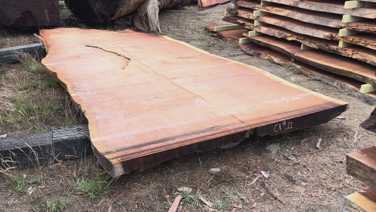Giant Sequoia Live Edge Slab – 15.08' x 86" x 5" – Old Growth, Air-Dried – #C1-11