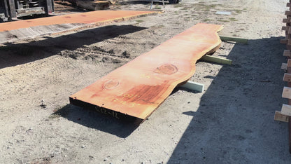 Giant Sequoia Live Edge Slab – 16.83' x 38" x 3" – Old Growth, Air-Dried – #C12-12
