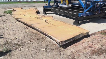 Heritage Valley Oak Live Edge Slab – 19.83' x 58" x 4" – Old Growth, Air-Dried – #VO-9