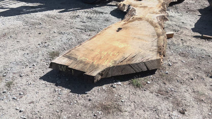 Heritage Valley Oak Live Edge Slab – 20.75' x 38" x 3.25" – Old Growth, Air-Dried – #VO-1