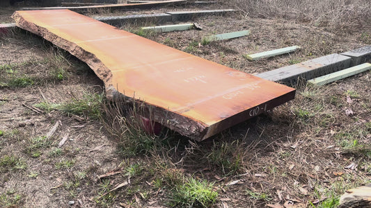 Giant Sequoia Live Edge Slab – 14.38' x 46" x 3.25" – Old Growth, Air-Dried – #C10-1