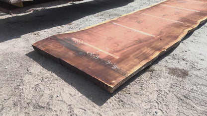 Giant Sequoia Live Edge Slab – 16.17' x 61" x 3.125" – Old Growth, Air-Dried – #C5-3
