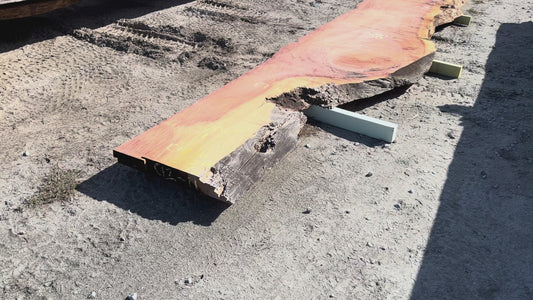 Giant Sequoia Live Edge Slab – 16.75' x 38" x 3" – Old Growth, Air-Dried – #C12-11