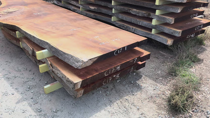 Giant Sequoia Live Edge Slab – 16.5' x 52" x 2.75" – Old Growth, Air-Dried – #C17-1