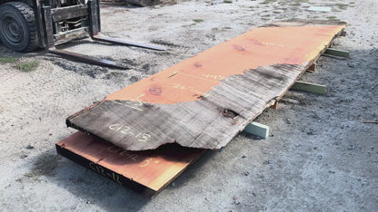 Giant Sequoia Live Edge Slab – 12.92' x 44.5" x 1.5" – Old Growth, Air-Dried – #C12-13