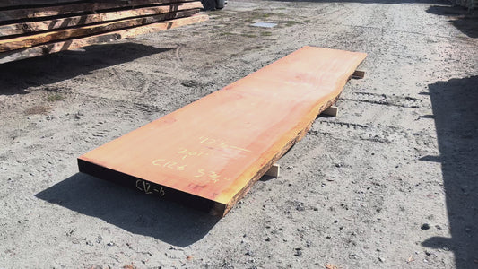 Giant Sequoia Live Edge Slab – 16.75' x 44" x 3.75" – Old Growth, Air-Dried – #C12-6